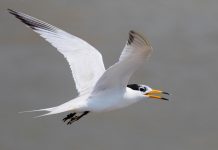 Scientists part of international effort to save critically endangered seabird Scientists part of international effort to save critically endangered seabird