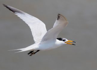 Scientists part of international effort to save critically endangered seabird Scientists part of international effort to save critically endangered seabird