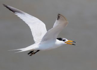 Scientists part of international effort to save critically endangered seabird
