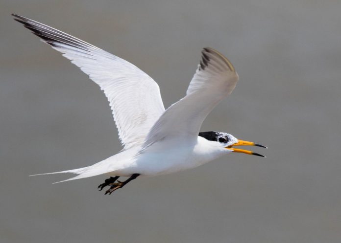 Scientists part of international effort to save critically endangered seabird
