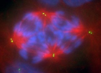 Scientists use cell imaging and mathematical modeling to understand cancer progression Scientists use cell imaging and mathematical modeling to understand cancer progression