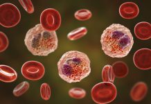 Study: Age-related impairments reversed in animal model Study: Age-related impairments reversed in animal model