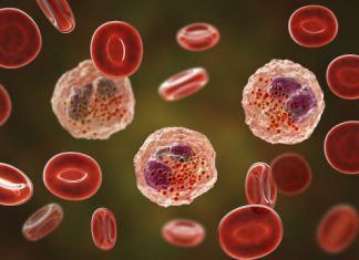 Study: Age-related impairments reversed in animal model Study: Age-related impairments reversed in animal model