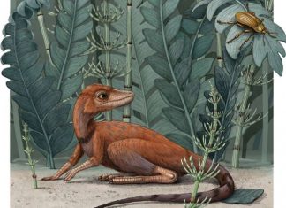 Study: A tiny ancient relative of dinosaurs and pterosaurs discovered Study: A tiny ancient relative of dinosaurs and pterosaurs discovered
