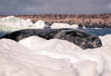 Study: Antarctica more widely impacted by humans than previously thought Study: Antarctica more widely impacted by humans than previously thought