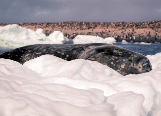 Study: Antarctica more widely impacted by humans than previously thought Study: Antarctica more widely impacted by humans than previously thought