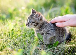 Study: Care for cats? So did people along the Silk Road more than 1,000 years ago Study: Care for cats? So did people along the Silk Road more than 1,000 years ago