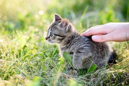 Study Care for cats? So did people along the Silk Road more than 1,000 years ago Study: Care for cats? So did people along the Silk Road more than 1,000 years ago