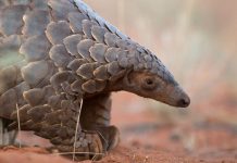Study: Clear strategies needed to reduce bushmeat hunting Study: Clear strategies needed to reduce bushmeat hunting