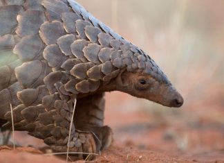 Study: Clear strategies needed to reduce bushmeat hunting Study: Clear strategies needed to reduce bushmeat hunting