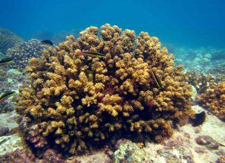 Study: Coral reefs show resilience to rising temperatures Study: Coral reefs show resilience to rising temperatures