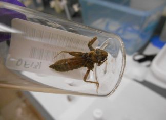 Study: Dragonflies reveal mercury pollution levels across US national parks Study: Dragonflies reveal mercury pollution levels across US national parks