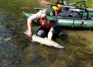 Study: Eavesdropping on trout building their nests Study: Eavesdropping on trout building their nests