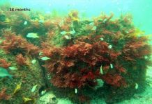 Study: Fish reef domes a boon for environment, recreational fishing Study: Fish reef domes a boon for environment, recreational fishing