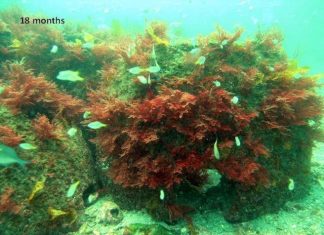 Study: Fish reef domes a boon for environment, recreational fishing Study: Fish reef domes a boon for environment, recreational fishing