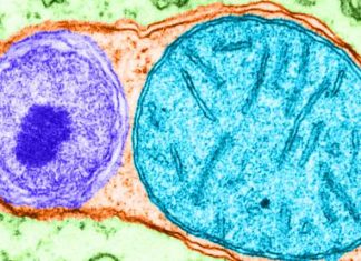 Study: How nutrient-starved cells recycle internal components Study: How nutrient-starved cells recycle internal components