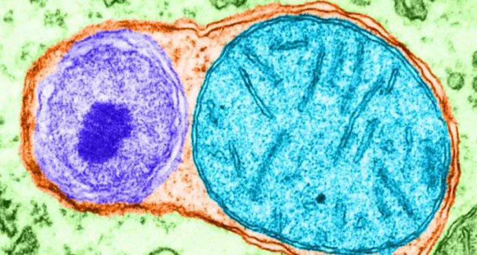 Study: How nutrient-starved cells recycle internal components
