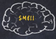 Study: How the brain organizes information about odors Study: How the brain organizes information about odors