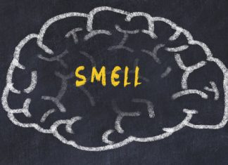 Study: How the brain organizes information about odors