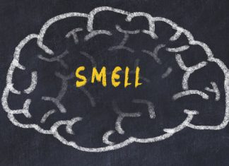 Study: How the brain organizes information about odors Study: How the brain organizes information about odors