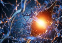 Study: “Love hormone” oxytocin could be used to treat cognitive disorders like Alzheimer’s Study: "Love hormone" oxytocin could be used to treat cognitive disorders like Alzheimer's