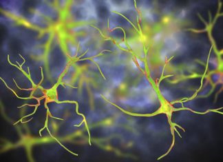 Study: One-time treatment generates new neurons, eliminates Parkinson's disease in mice