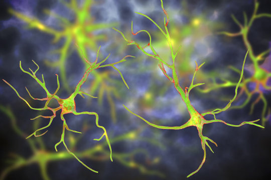 Study One-time treatment generates new neurons, eliminates Parkinson's disease in mice Study: One-time treatment generates new neurons, eliminates Parkinson's disease in mice