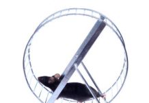 Study: Receptor makes mice strong and slim Study: Receptor makes mice strong and slim