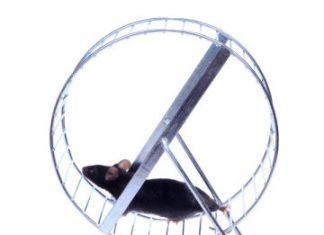 Study: Receptor makes mice strong and slim Study: Receptor makes mice strong and slim