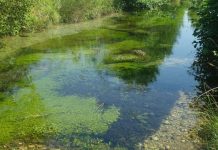 Study: River plants counter both flooding and drought to protect biodiversity Study: River plants counter both flooding and drought to protect biodiversity