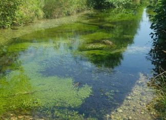 Study: River plants counter both flooding and drought to protect biodiversity Study: River plants counter both flooding and drought to protect biodiversity