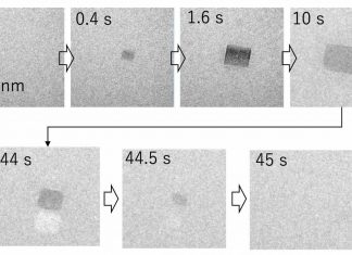 Study: Temporary salt crystals may provide a permanent solution to Alzheimer’s Study: Temporary salt crystals may provide a permanent solution to Alzheimer's