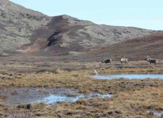 Study: Where are arctic mosquitoes most abundant in Greenland and why? Study: Where are arctic mosquitoes most abundant in Greenland and why?