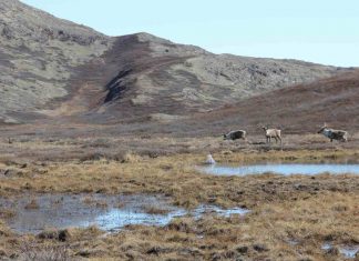 Study: Where are arctic mosquitoes most abundant in Greenland and why?