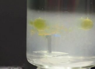 Study: Wireless aquatic robot could clean water and transport cells Study: Wireless aquatic robot could clean water and transport cells