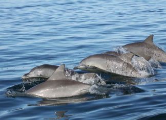 Study: Young dolphins pick their friends wisely