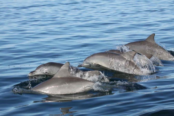 Study: Young dolphins pick their friends wisely