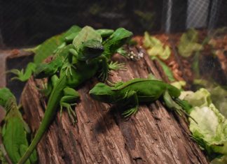 Picture: Australia’s wish list of exotic pets Picture: Australia's wish list of exotic pets