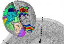 Study: A centerpiece of EBRAINS’ human brain atlas is presented in ‘Science’ Study: A centerpiece of EBRAINS' human brain atlas is presented in 'Science'