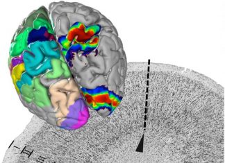 Study: A centerpiece of EBRAINS' human brain atlas is presented in 'Science'
