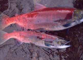 Study: Alaska's salmon are getting smaller, affecting people and ecosystems