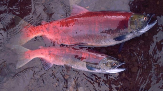 Study: Alaska's salmon are getting smaller, affecting people and ecosystems