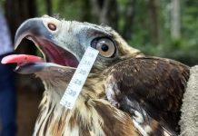 Study: Bird and reptile tears aren’t so different from human tears FRONTIERS Study: Bird and reptile tears aren't so different from human tears FRONTIERS