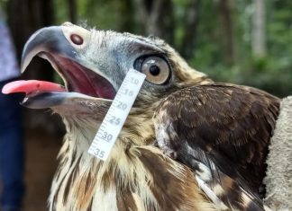 Study: Bird and reptile tears aren't so different from human tears FRONTIERS