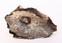 Study: Cremation in the Middle-East dates as far back as 7,000 B.C. Study: Cremation in the Middle-East dates as far back as 7,000 B.C.