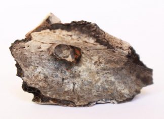 Study: Cremation in the Middle-East dates as far back as 7,000 B.C. Study: Cremation in the Middle-East dates as far back as 7,000 B.C.