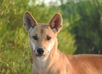Study: Dingoes have gotten bigger over the last 80 years Study: Dingoes have gotten bigger over the last 80 years