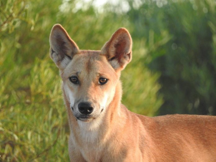 Study: Dingoes have gotten bigger over the last 80 years
