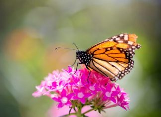 Study: Findings refute idea of monarchs' migration mortality as major cause of population decline
