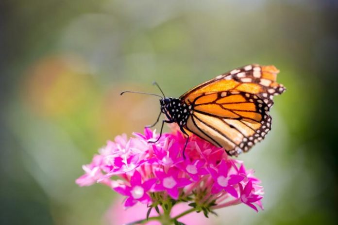 Study: Findings refute idea of monarchs' migration mortality as major cause of population decline